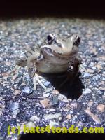 /home//u458753944/public_html/sourcegallery//Roxborough Toad Detour/2022/2022-03-17/P3170873.JPG